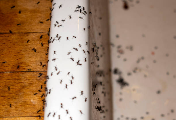 Professional Pest Control in Dover, DE